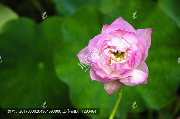 映日荷花