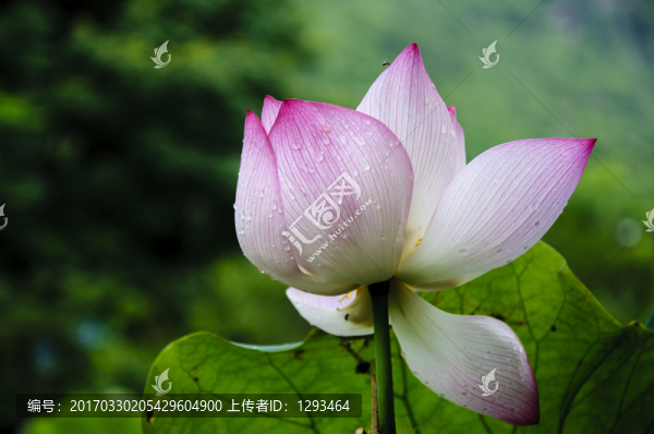 映日荷花