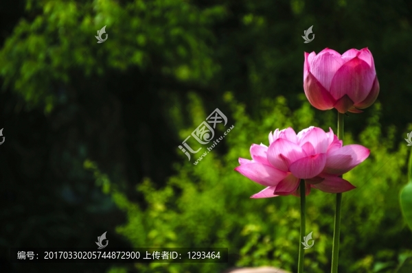 映日荷花