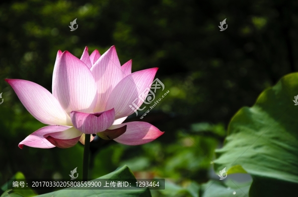 映日荷花