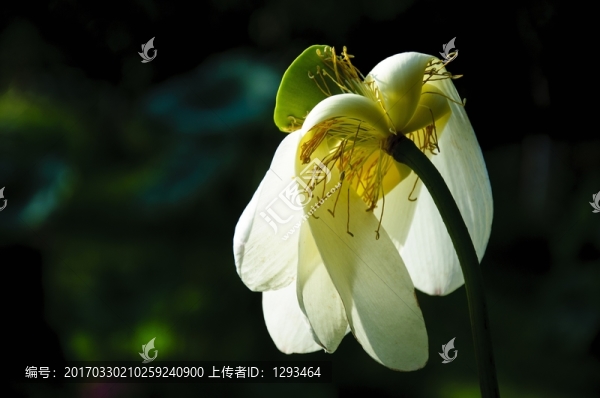 映日荷花