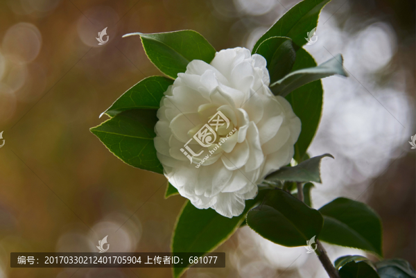 茶花