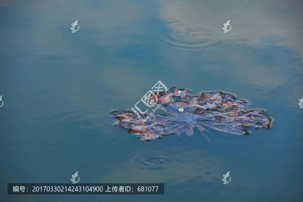 荷花荷葉