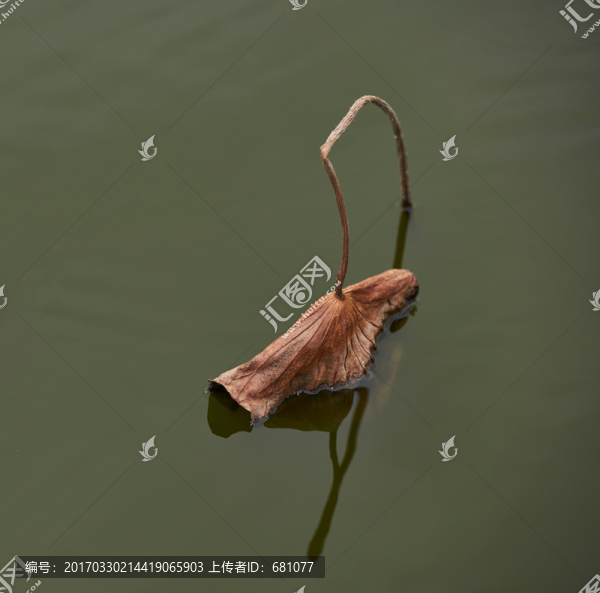 荷花荷葉