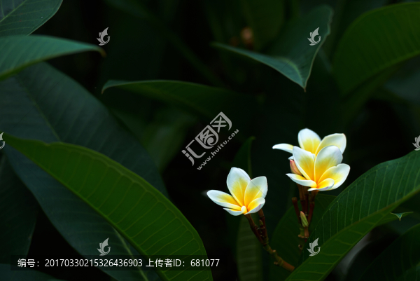 雞蛋花