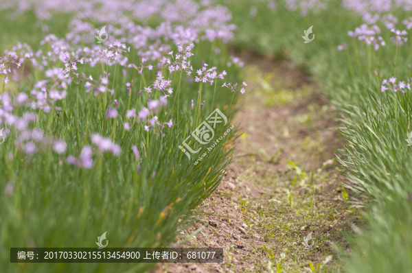 野生韭菜花