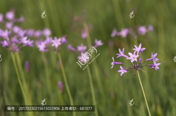 野生韭菜花