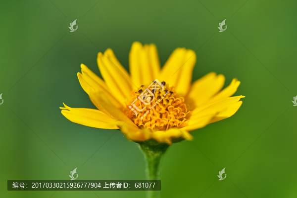 野菊花