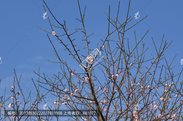 梅花
