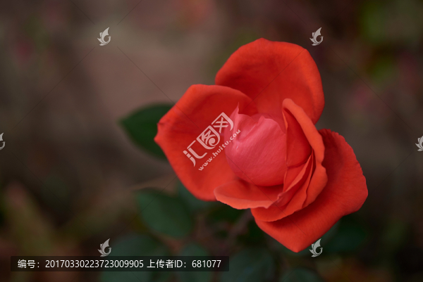 月季花
