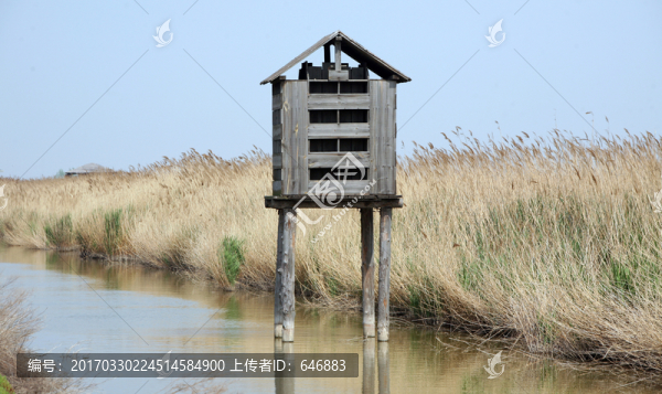 曹妃甸,蘆葦蕩,沼澤,木建筑