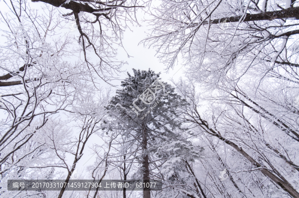 雪掛