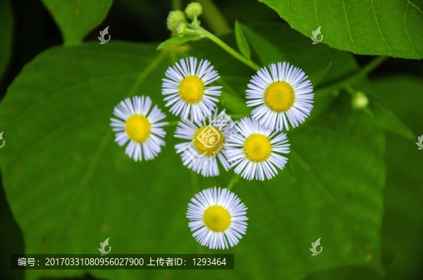 野菊花