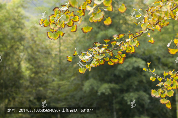 黃色銀杏葉