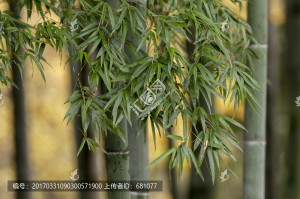 竹樹葉