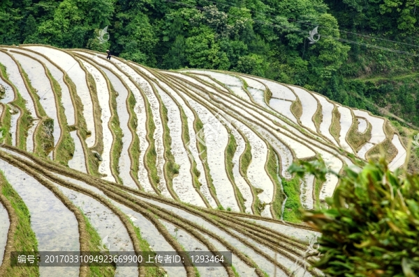 梯田風(fēng)光
