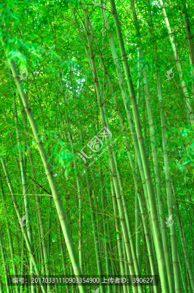 竹林