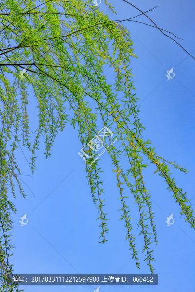 柳枝