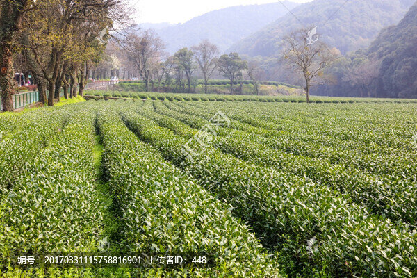 梅家塢龍井茶,十里梅塢,龍井茶