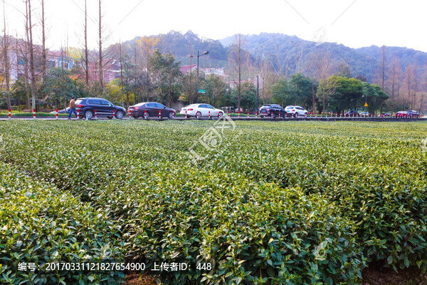 梅家塢龍井茶,十里梅塢,龍井茶