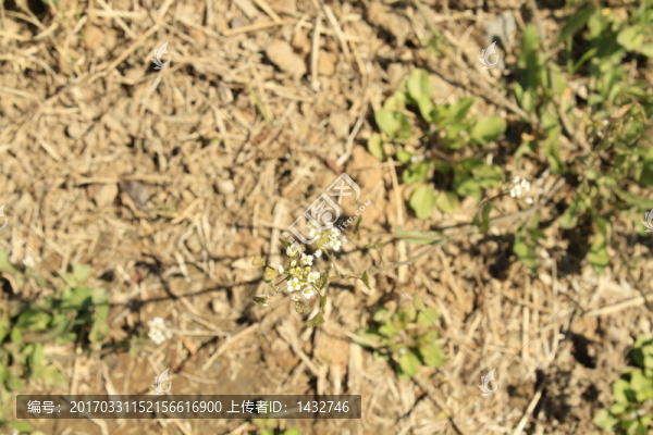 春天田地野花