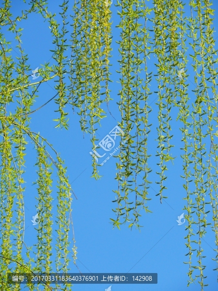 垂柳
