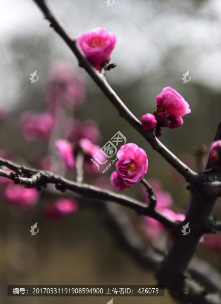 俏麗梅花