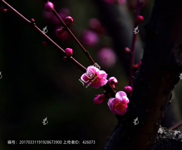 梅花光影