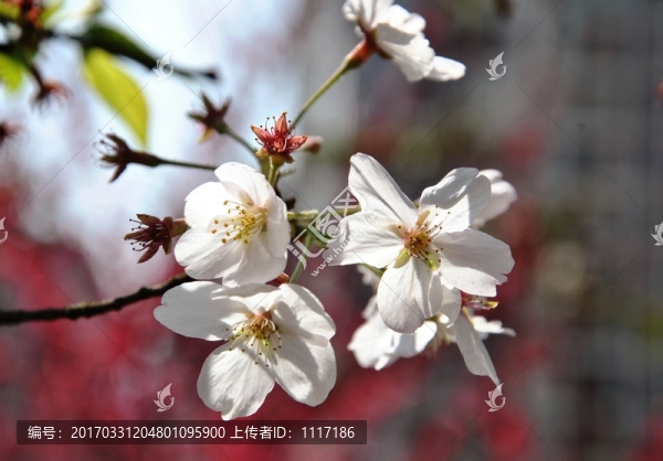 盛開的梨花