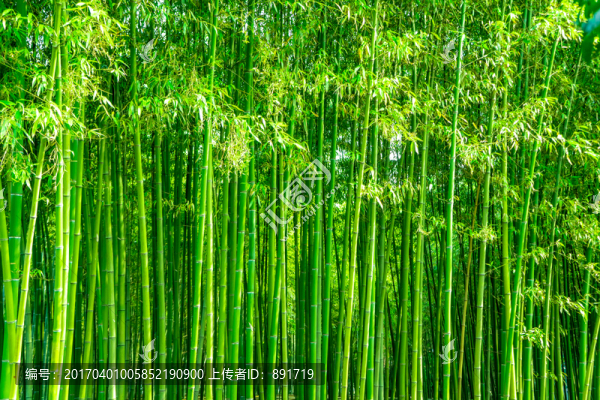 竹林風光,竹林背景竹林素材