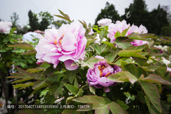 菏澤牡丹