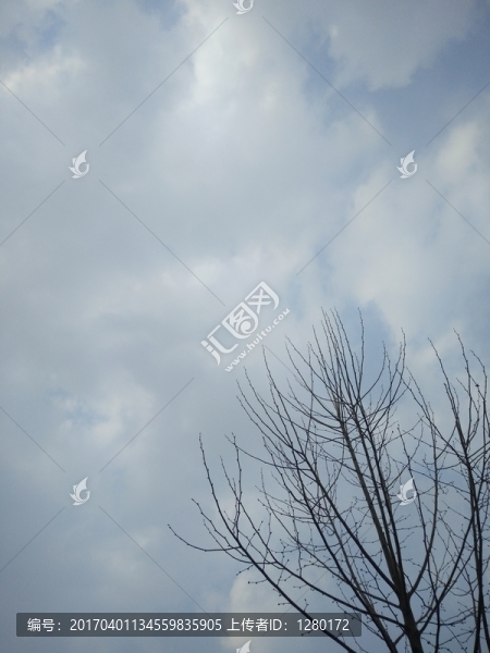 樹(shù)枝