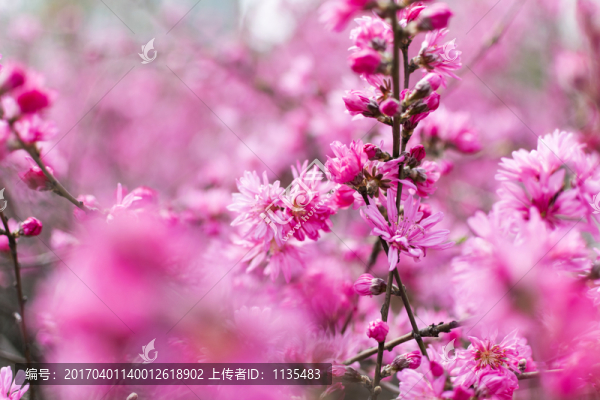 菊花桃