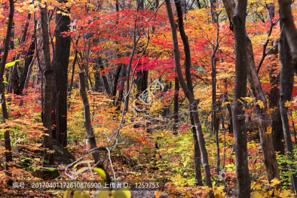 秋天紅葉