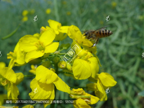油菜花開(kāi)