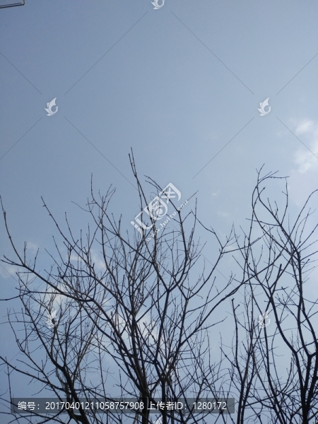 樹(shù)枝,枯枝