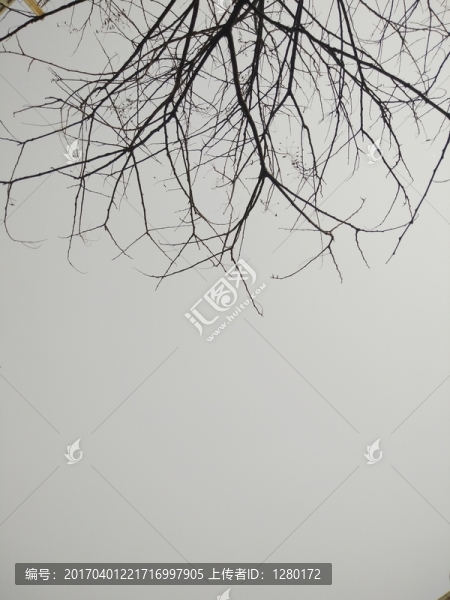 樹枝,樹枝剪影
