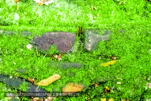 苔蘚素材,青苔