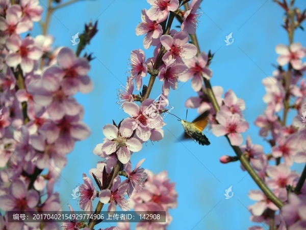 桃花