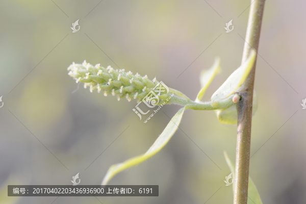 柳樹花