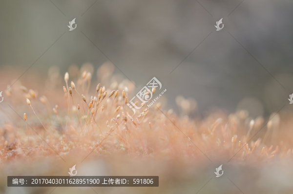清新苔蘚的果實(shí)