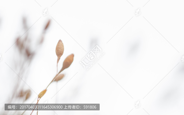清新苔蘚的果實(shí)