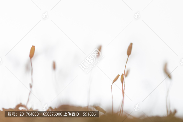 秋天苔蘚的果實