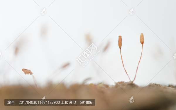 秋天苔蘚的果實(shí)