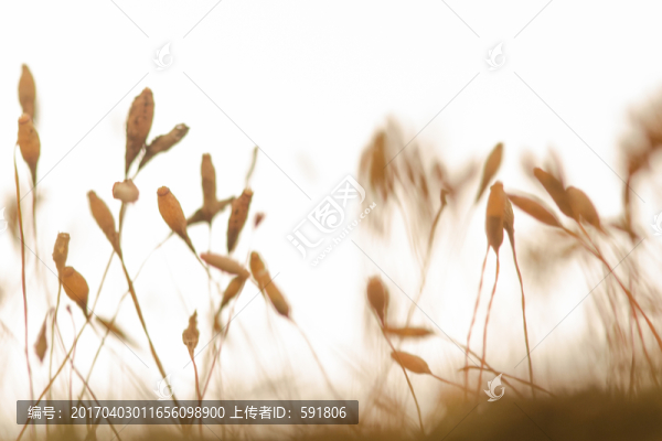 秋天苔蘚的果實