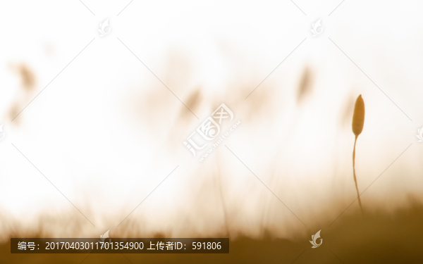 秋天苔蘚的果實