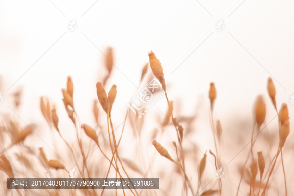 秋天苔蘚的果實