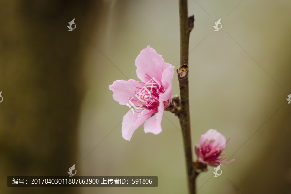 兩朵桃花