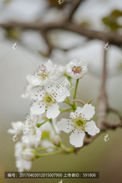 清新梨花特寫