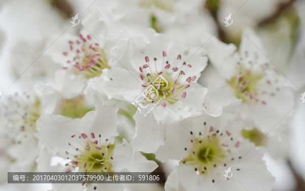 清新梨花背景